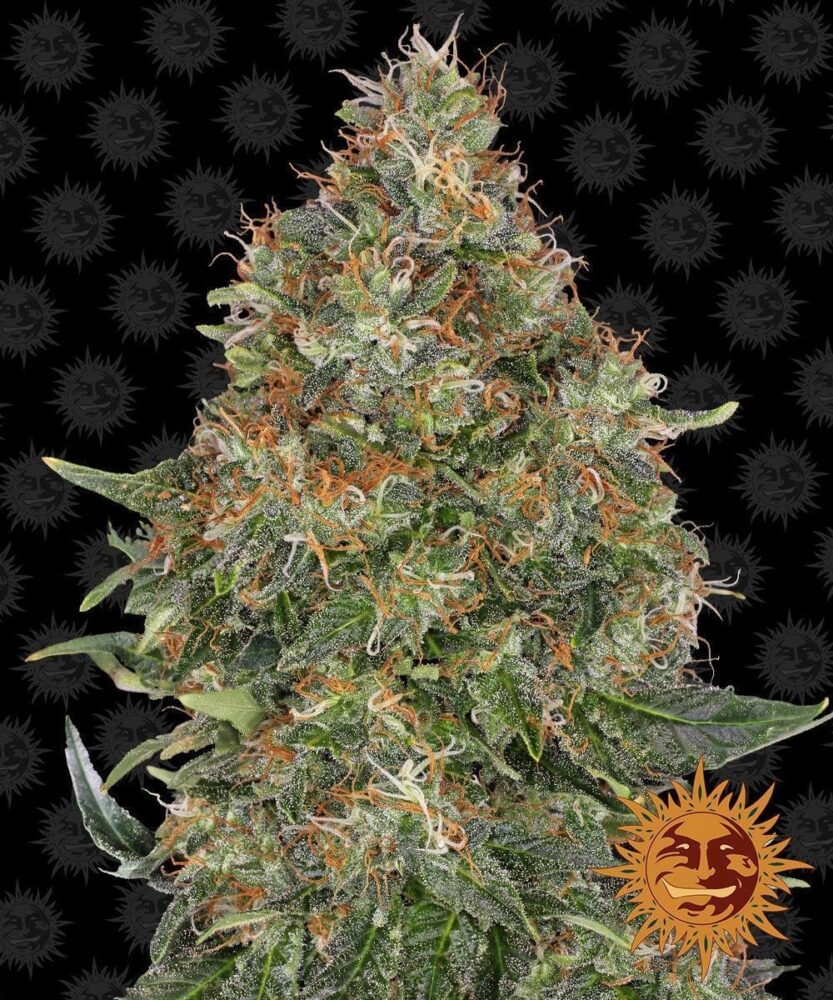 Pineapple Express Auto-3 Samen - Seeds24