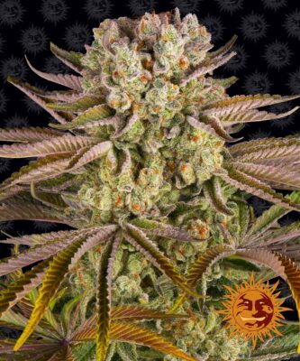 Pineapple Express Feminisiert-3 Samen - Seeds24