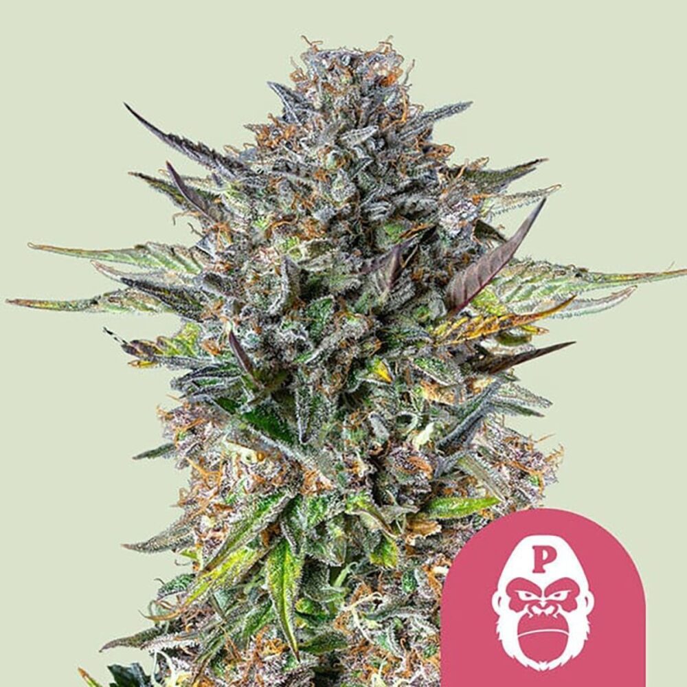 Pink Gorilla Feminisiert-3 Samen - Seeds24