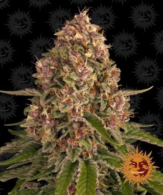 Pink Kush Feminisiert-3 Samen - Seeds24