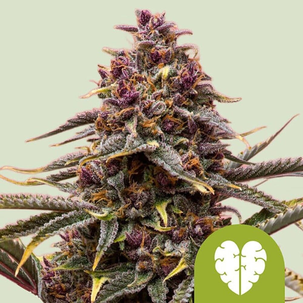 Pink Mist Auto-3 Samen - Seeds24