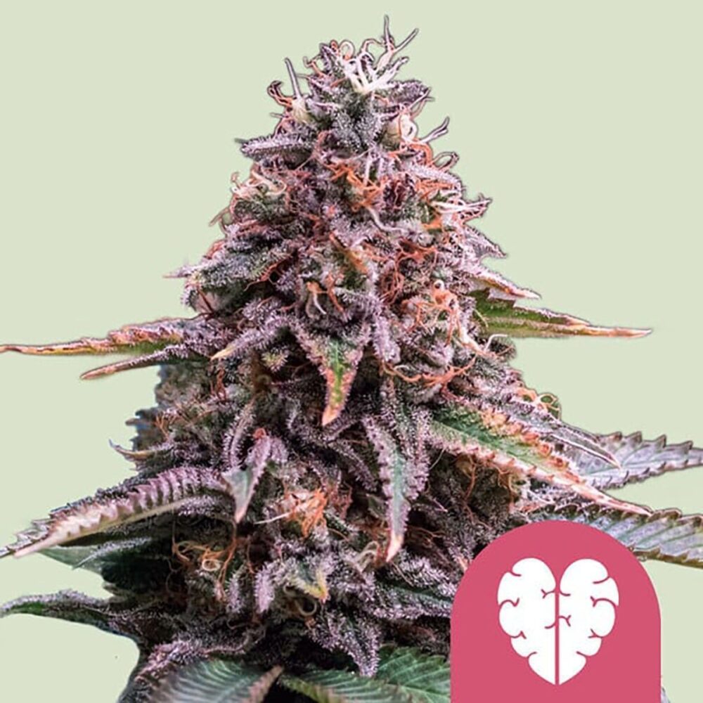 Pink Mist Feminisiert-3 Samen - Seeds24