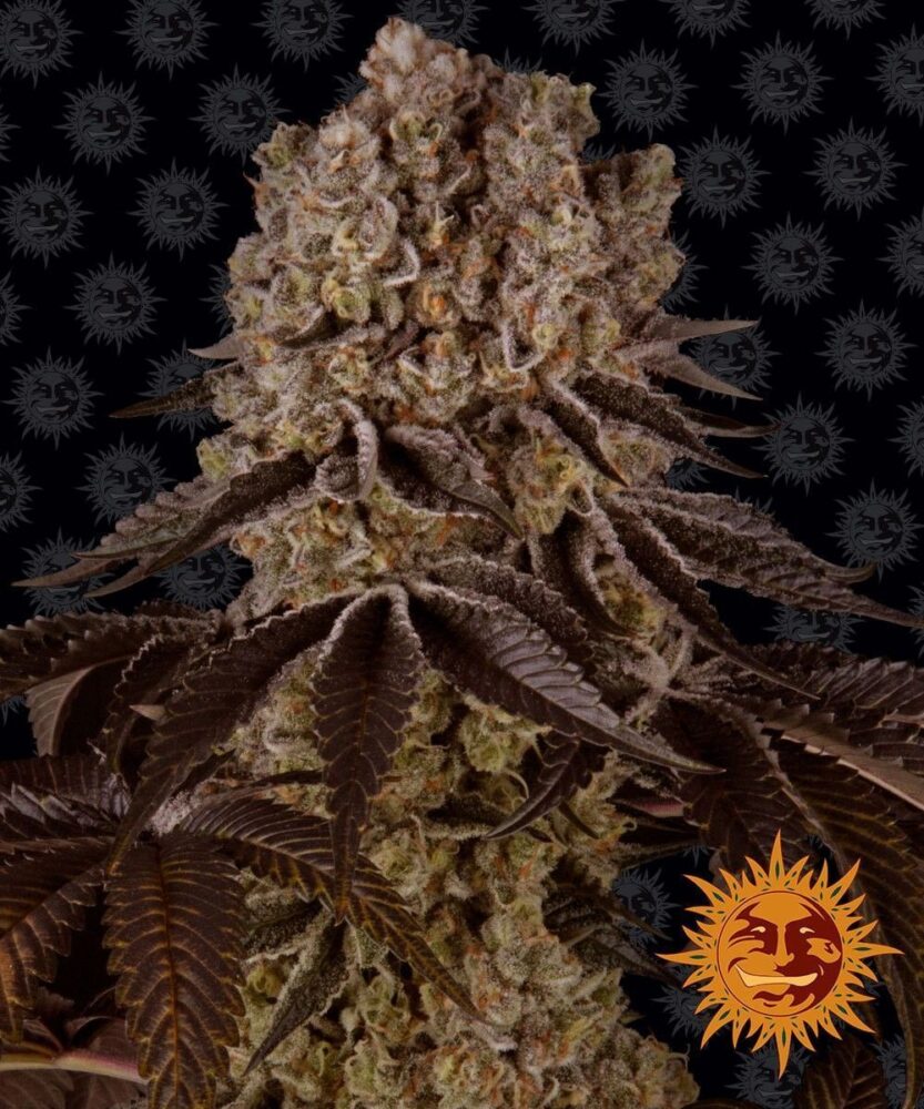 Purple Punch Feminisiert-3 Samen - Seeds24