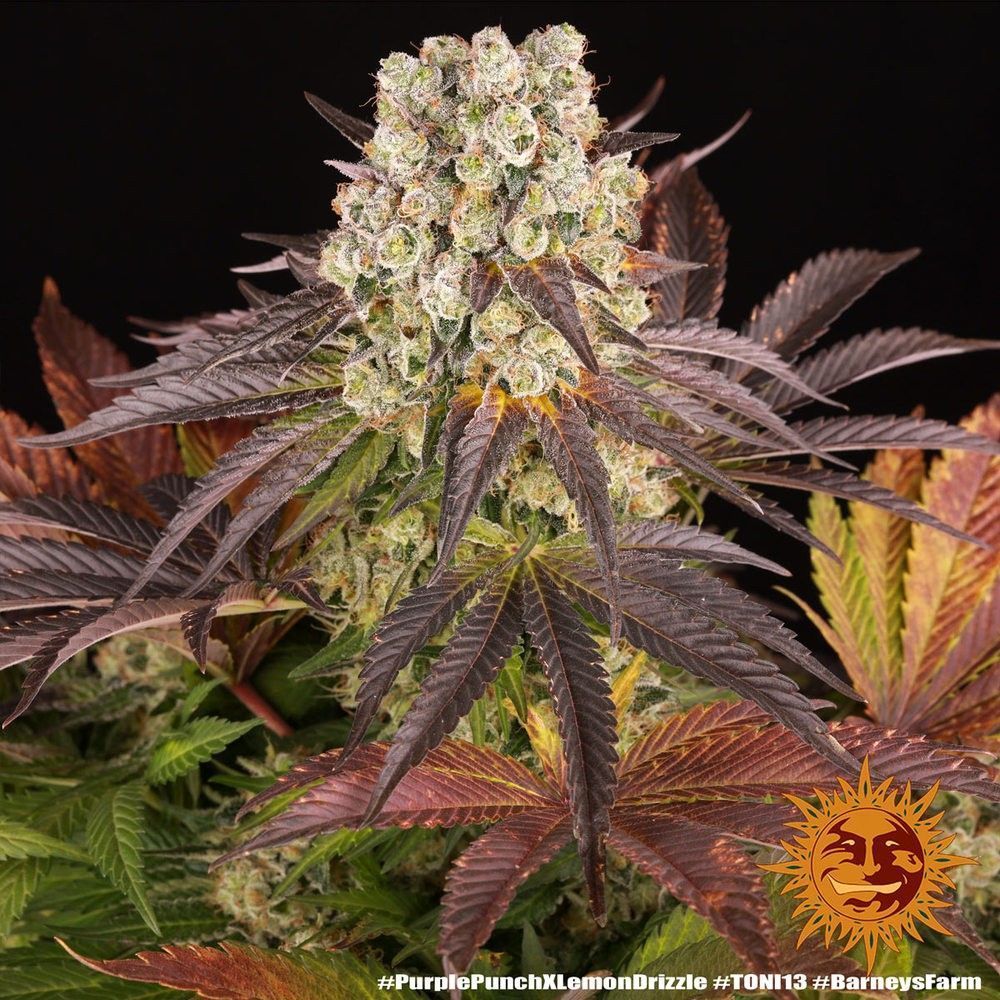 Purple Punch x Lemon Drizzle Feminisiert-3 Samen - Seeds24