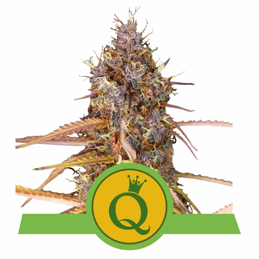 Purple Queen Automatic-3 Samen - Seeds24