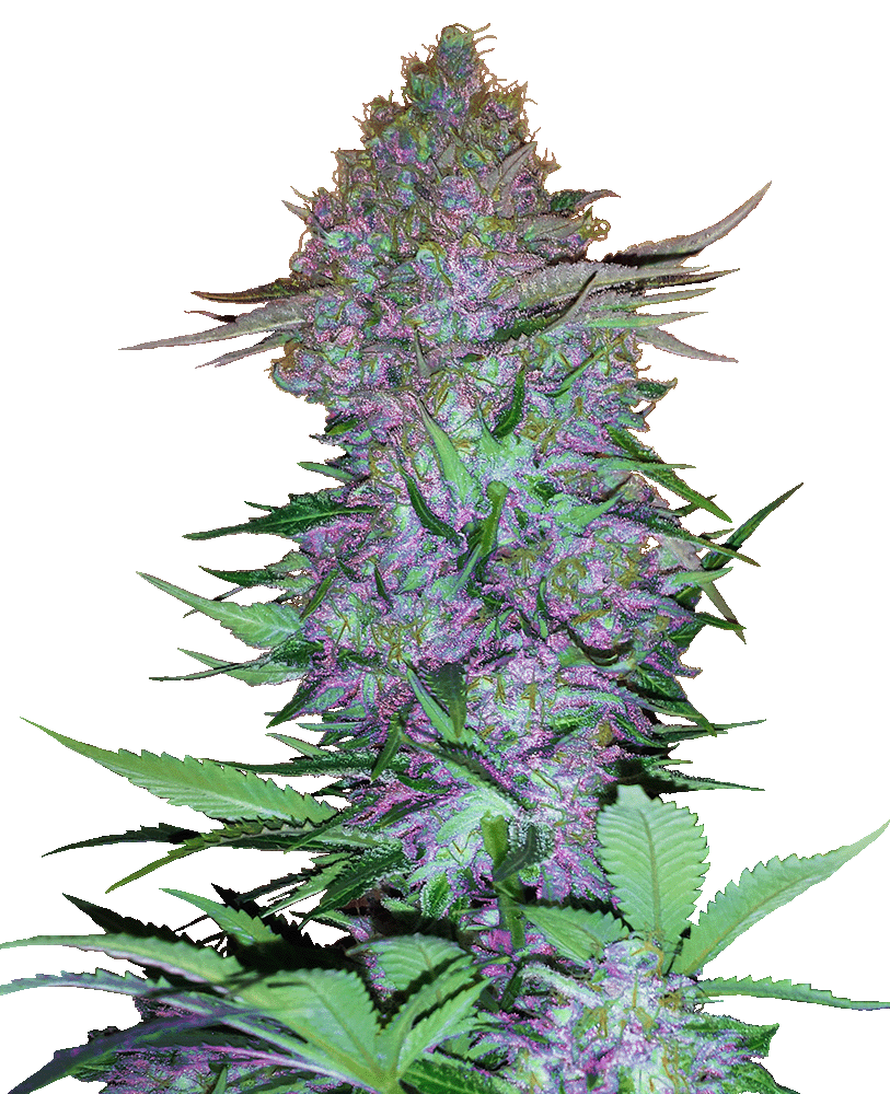 Purple Skunk Automatic-3 Samen - Seeds24