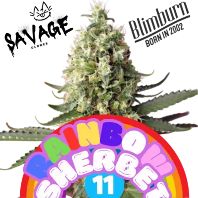 Rainbow Sherbet 11 Blimburn Seeds - Savage Clones