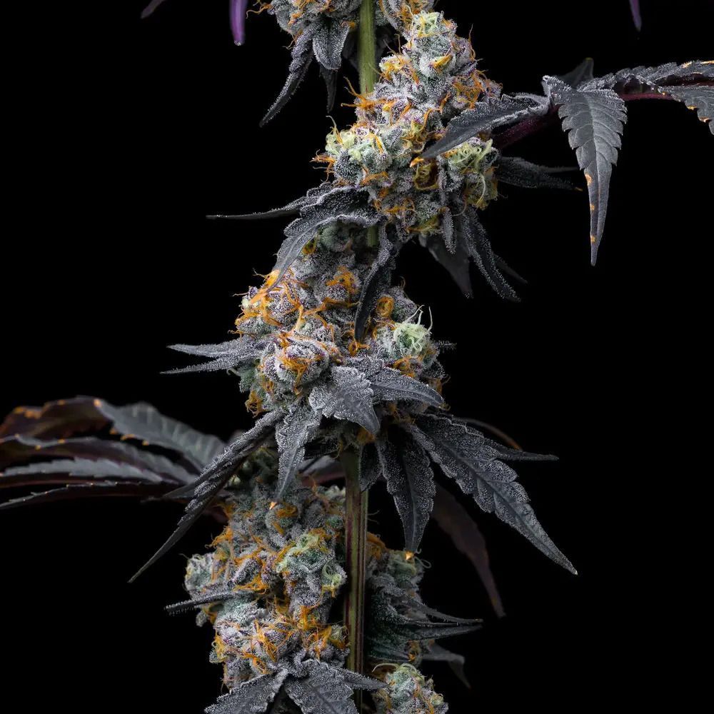 Rainbow Sherbet Feminisiert-3 Samen - Seeds24