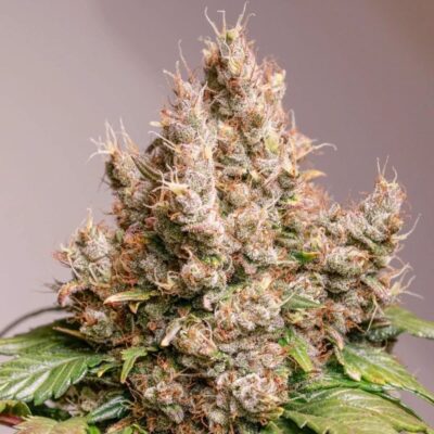 Red Tropicana Cookies Auto-3 Samen - Seeds24