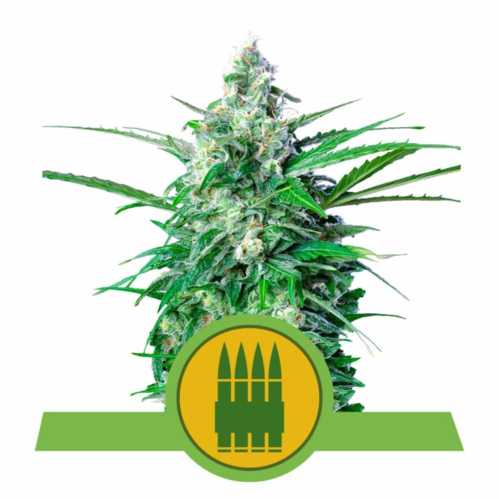 Royal AK Automatic-3 Samen - Seeds24