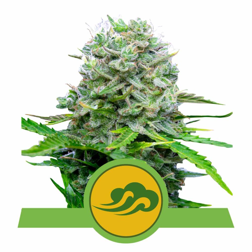 Royal Bluematic Automatic-3 Samen - Seeds24