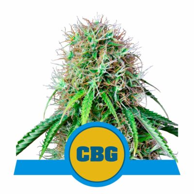 Royal CBG Automatic-3 Samen - Seeds24
