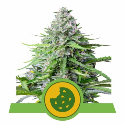 Royal Cookies Automatic-3 Samen - Seeds24