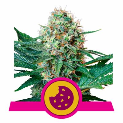 Royal Cookies Feminisiert-3 Samen - Seeds24