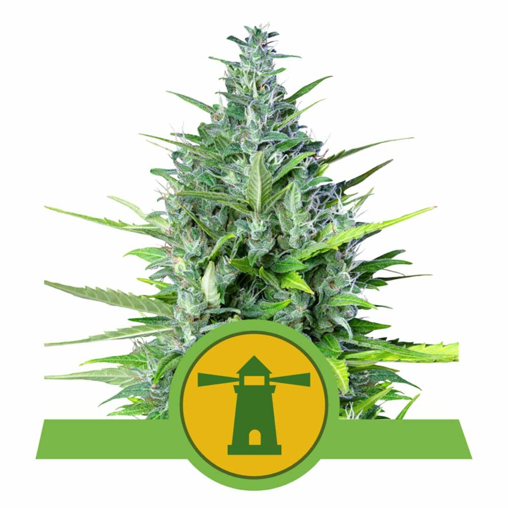 Royal Haze Automatic-3 Samen - Seeds24