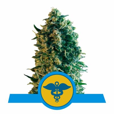 Royal Medic CBD Feminisiert-3 Samen - Seeds24