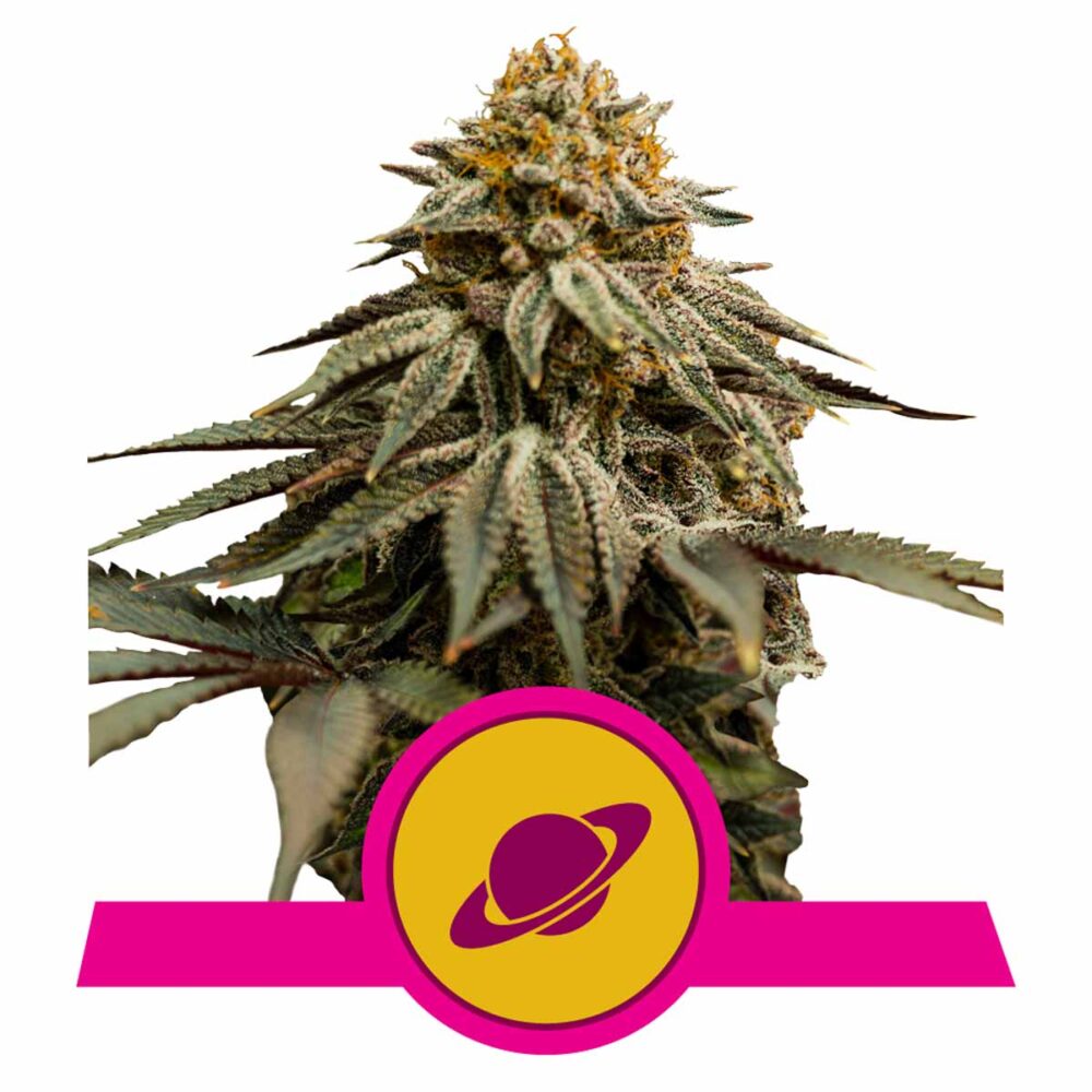 Royal Skywalker Feminisiert-3 Samen - Seeds24