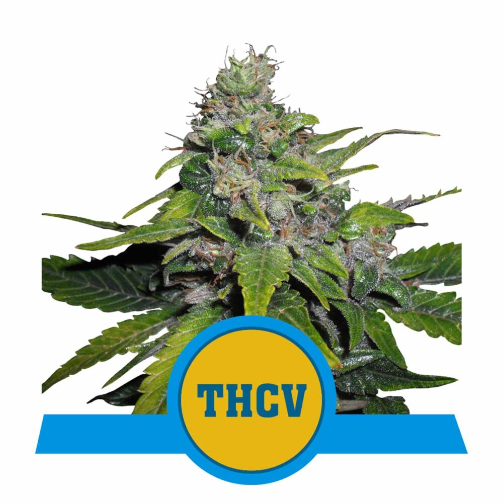Royal THCV Feminisiert-3 Samen - Seeds24