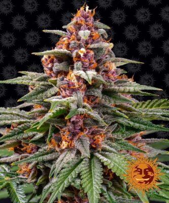 Runtz Auto-3 Samen - Seeds24