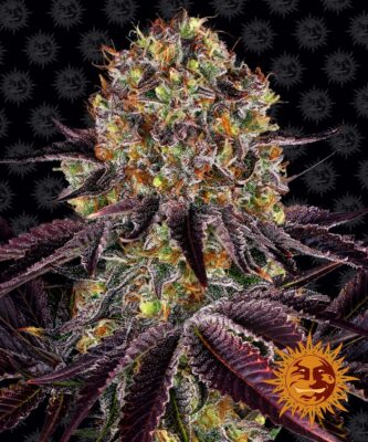 Runtz x Layer Cake Feminisiert-3 Samen - Seeds24