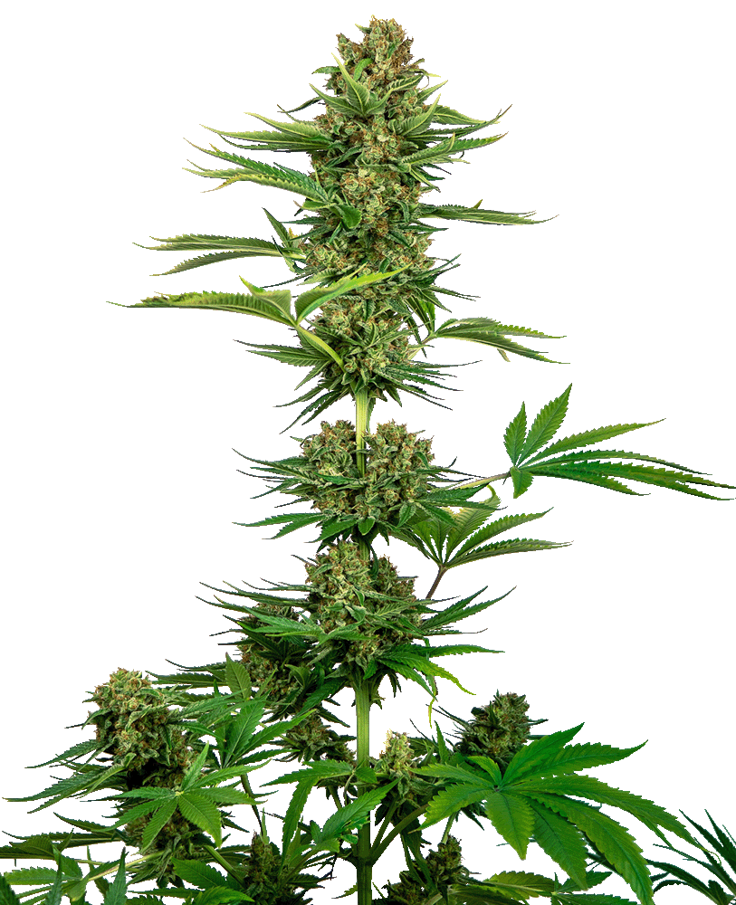 Satin Black Domina CBD Feminisiert-3 Samen - Seeds24