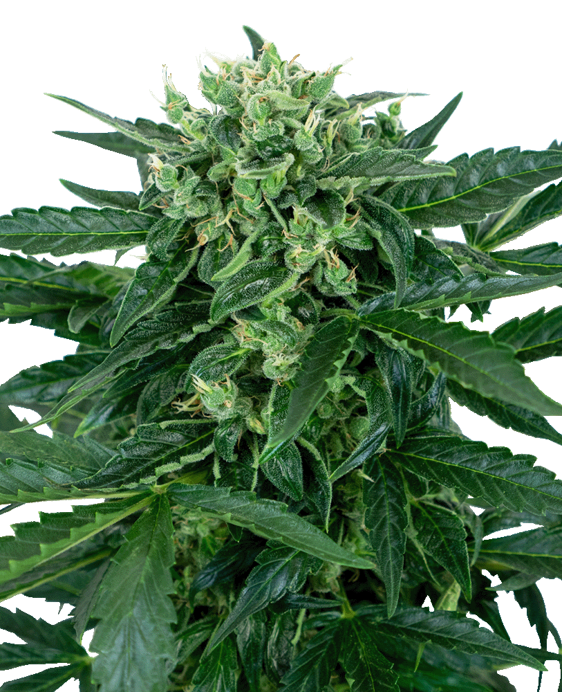 Sensi Amnesia Automatic-3 Samen - Seeds24