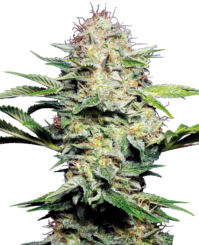 Sensi Skunk Automatic-3 Samen - Seeds24