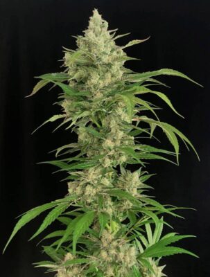 Seriosa Feminisiert-3 Samen - Seeds24