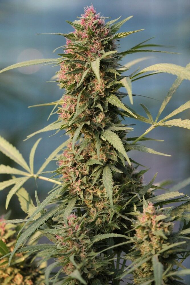 Serious 6 Feminisiert-3 Samen - Seeds24