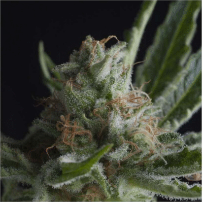 Shark CBD Feminisiert-3 Samen - Seeds24