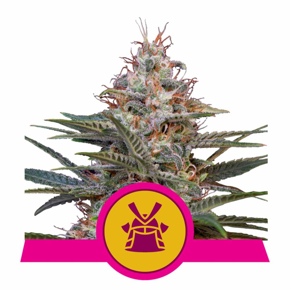 Shogun Feminisiert-3 Samen - Seeds24