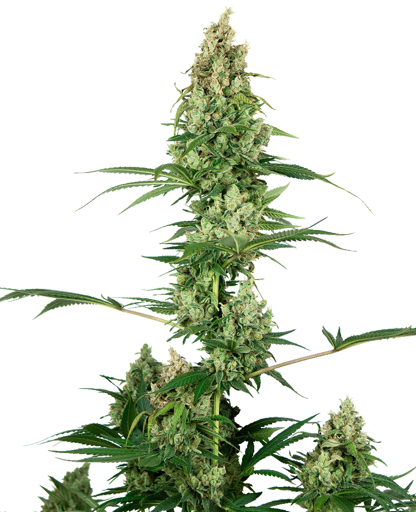 Silver Fire Feminisiert-3 Samen - Seeds24