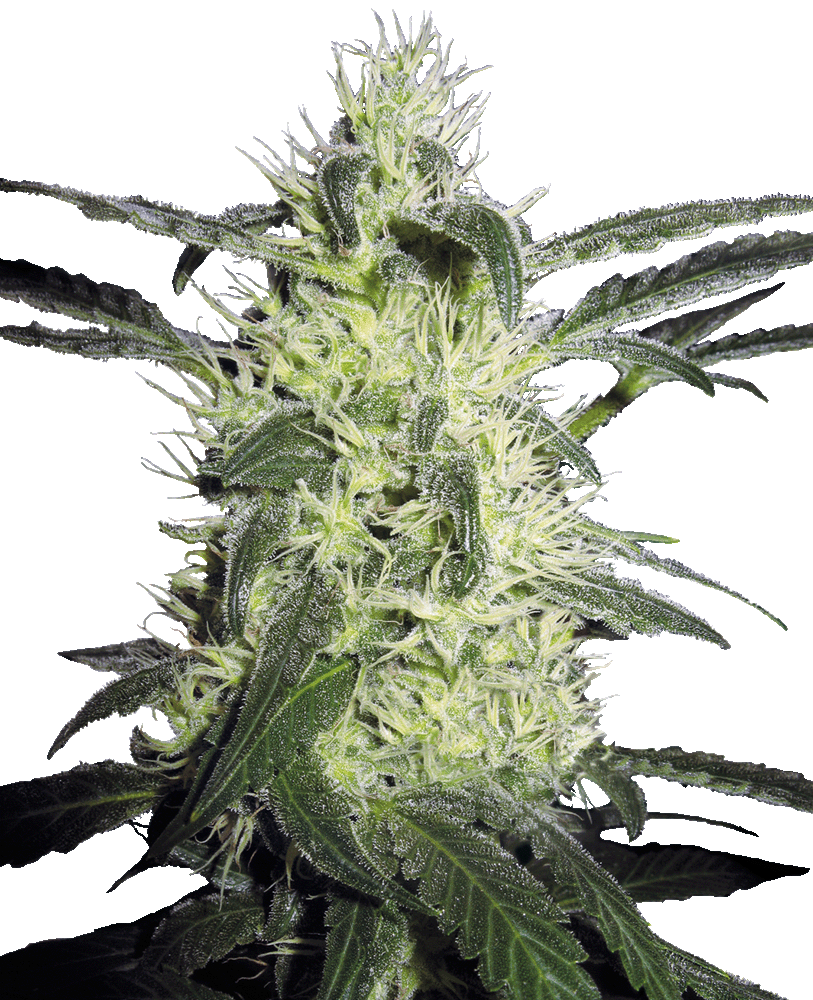 Silver Haze Feminisiert-3 Samen - Seeds24