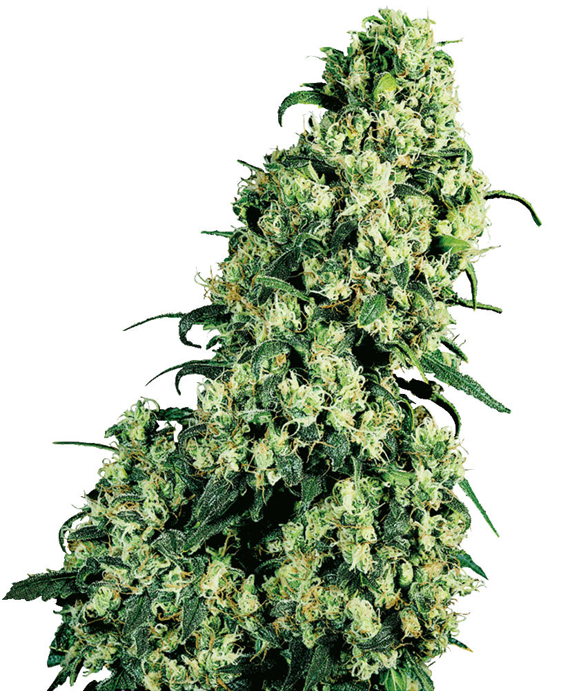 Skunk 1 Feminisiert-3 Samen - Seeds24