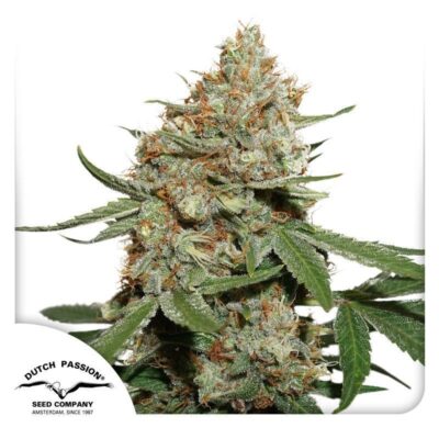 Skunk 11 Feminisiert-3 Samen - Seeds24