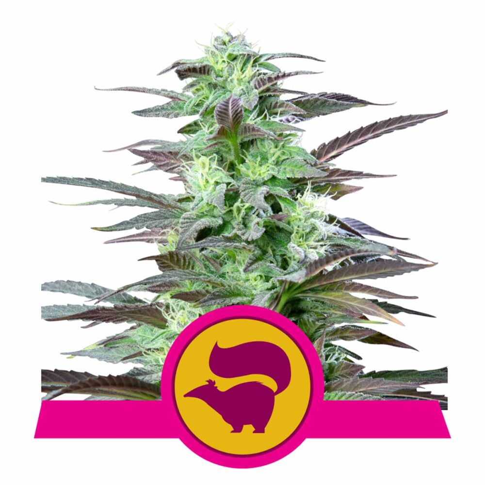 Skunk XL Feminisiert-3 Samen - Seeds24