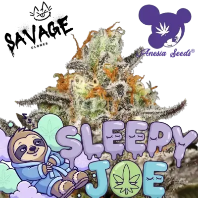 Sleepy Joe Anesia Seeds - Savage Clones