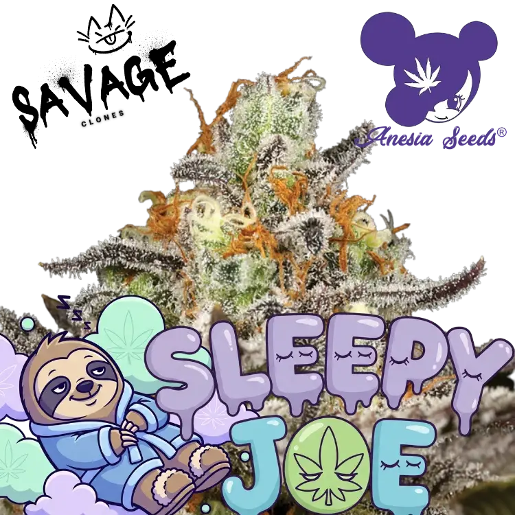 Sleepy Joe Anesia Seeds - Savage Clones