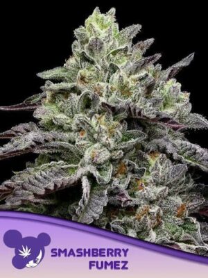 Smashberry Fumez Feminisiert-3 Samen - Seeds24