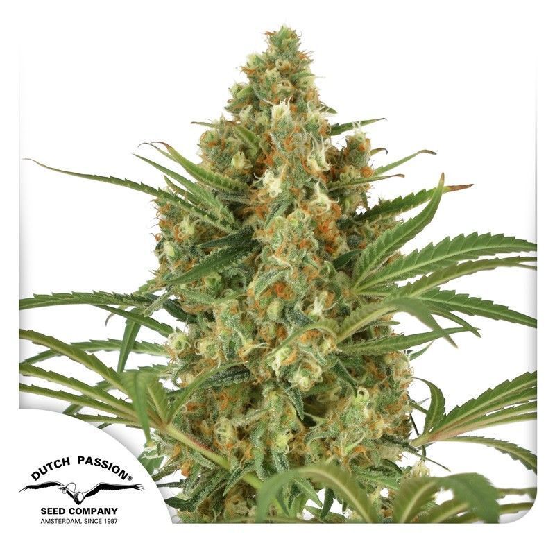 Snow Bud Feminisiert-3 Samen - Seeds24