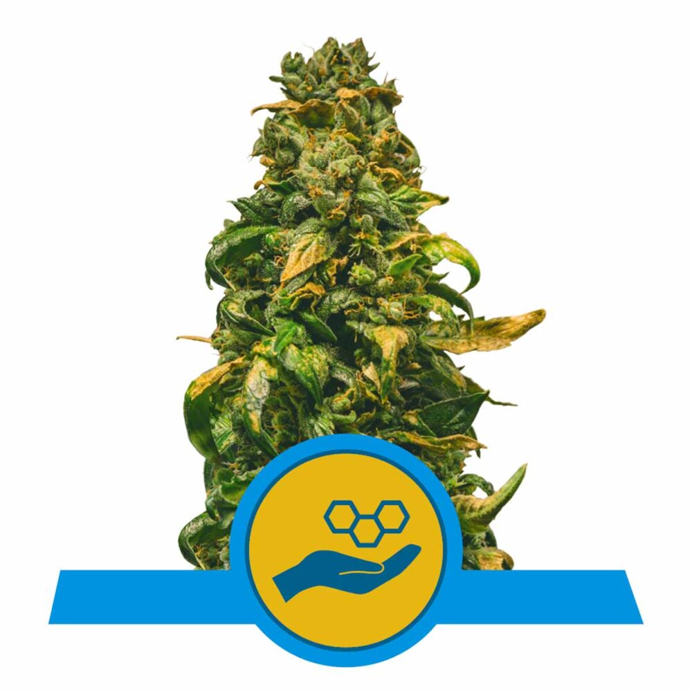 Solomatic CBD Automatic-3 Samen - Seeds24