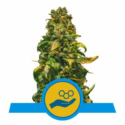 Solomatic CBD Automatic-3 Samen - Seeds24