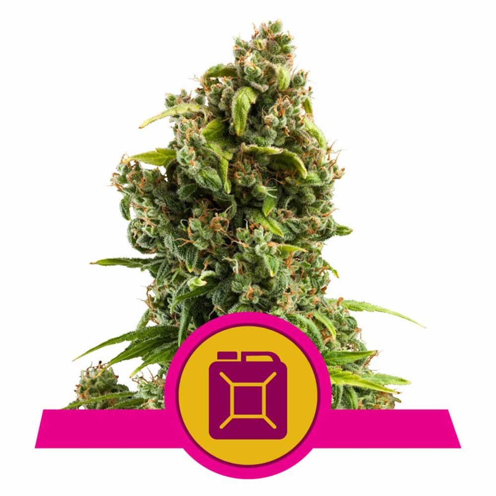 Sour Diesel Feminisiert-3 Samen - Seeds24