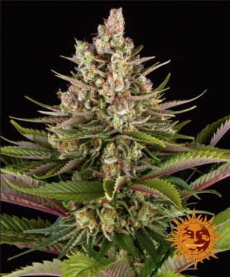 Sour Strawberry Feminisiert-3 Samen - Seeds24