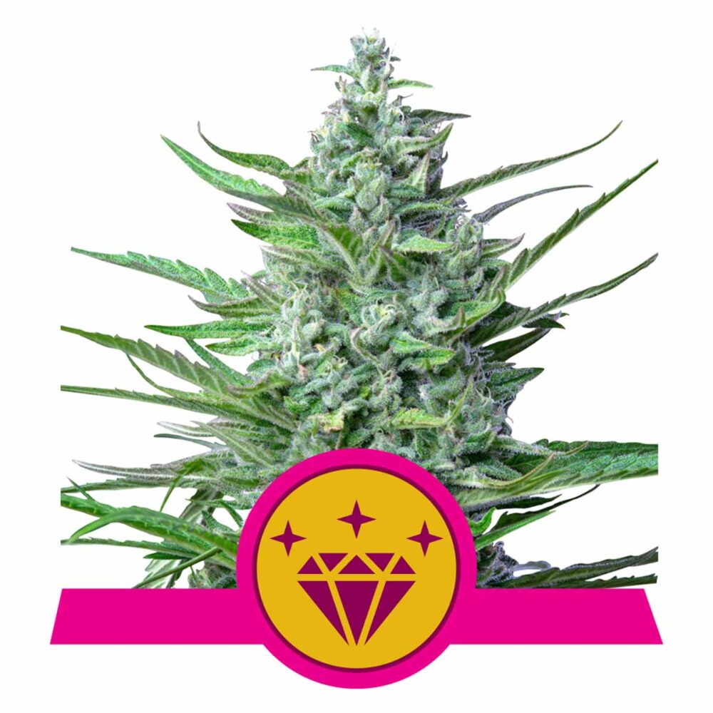 Special Kush 1 Feminisiert-3 Samen - Seeds24