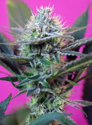 +Speed Auto-3 Samen - Seeds24