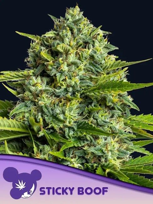 Sticky Boof Feminisiert-3 Samen - Seeds24