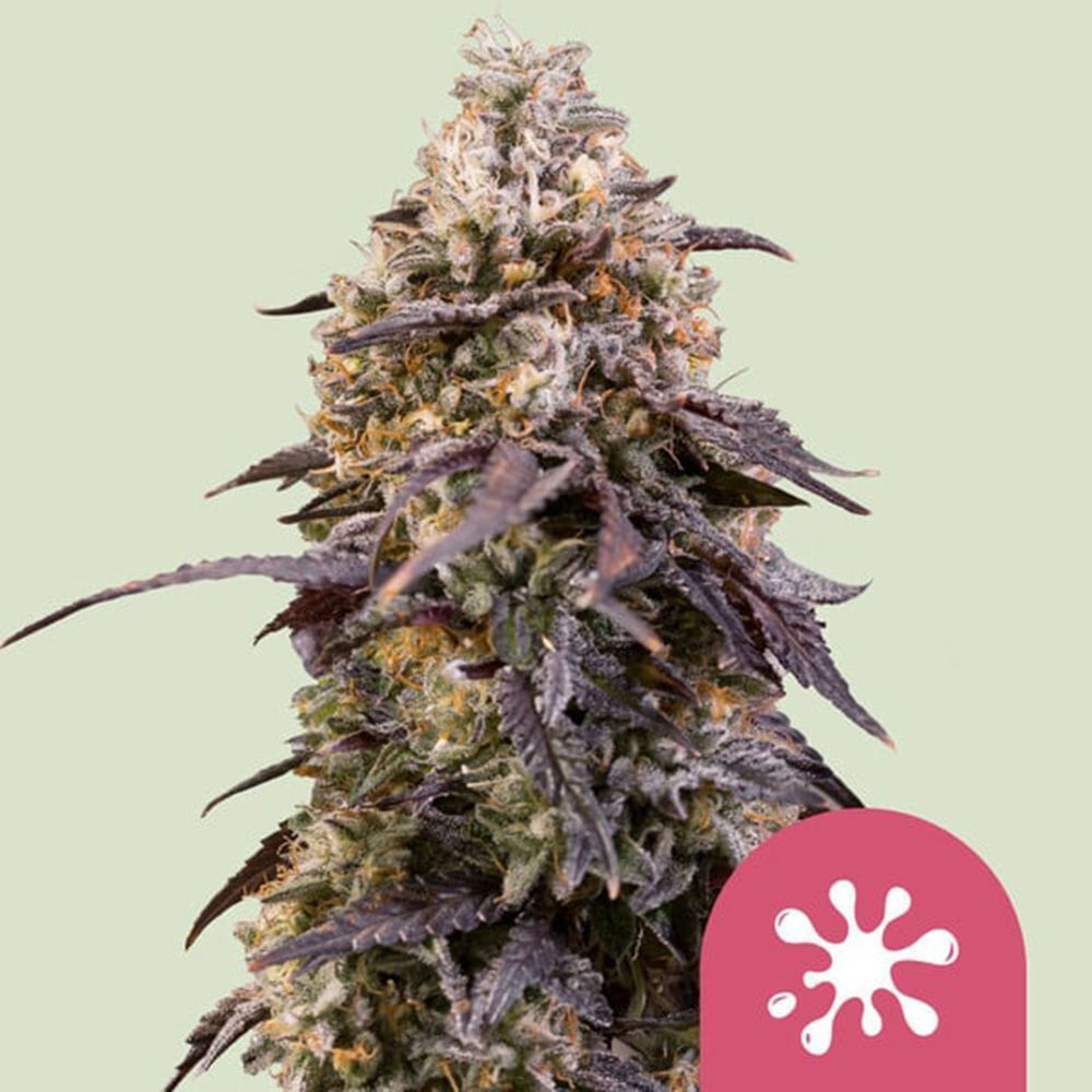 Sticky Queen Feminisiert-3 Samen - Seeds24