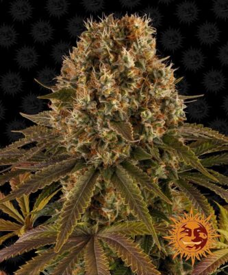 Strawberry Lemonade Feminisiert-3 Samen - Seeds24