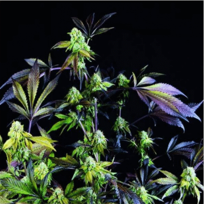 Sunset Sherbet Feminisiert-3 Samen - Seeds24
